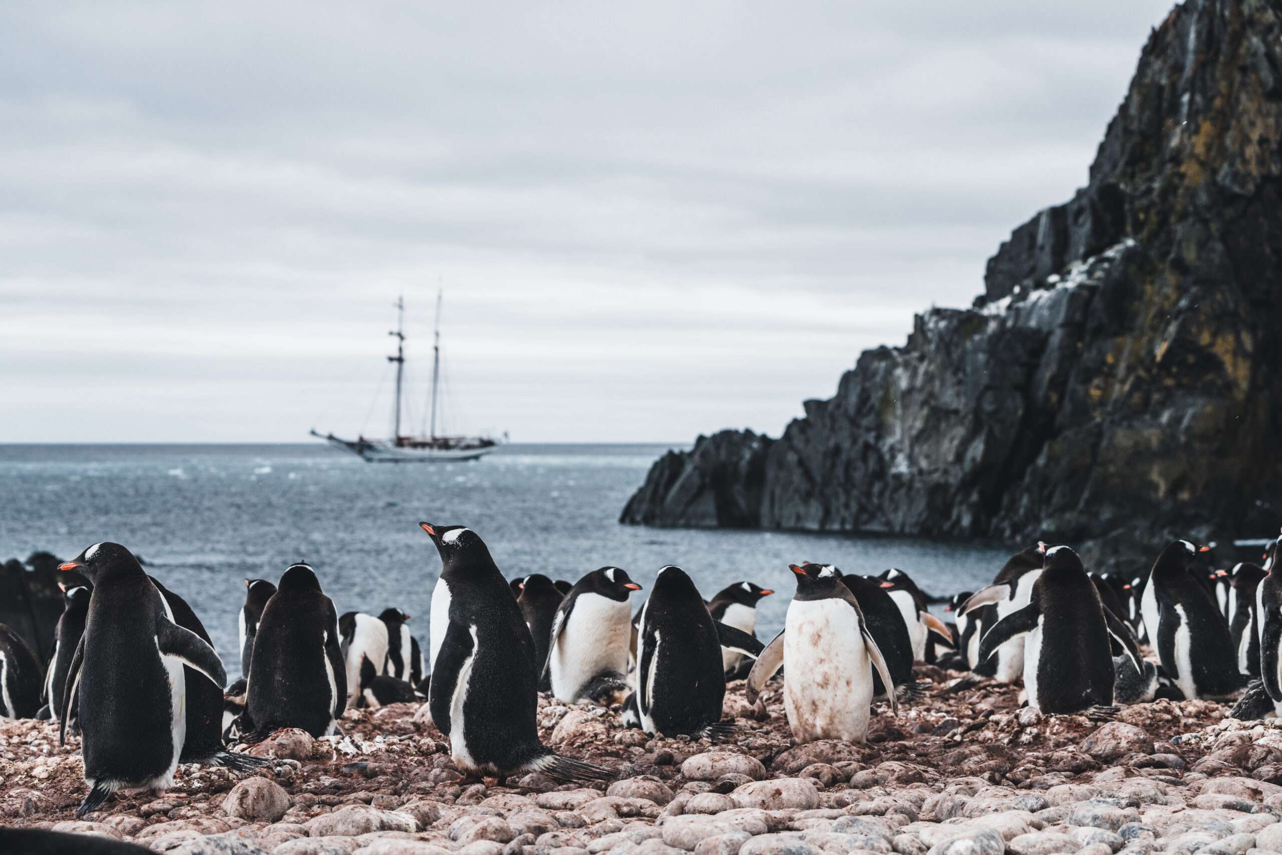 SSP_ANTARCTICA_20260106_3315